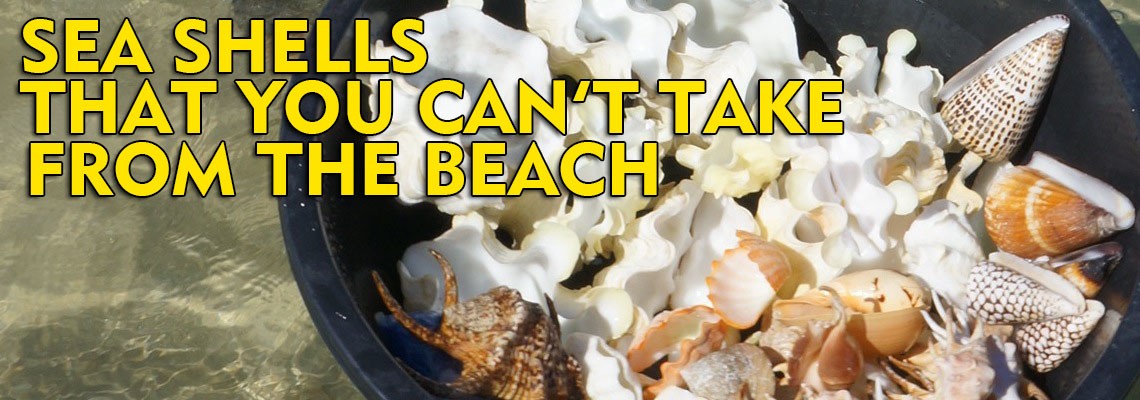 illegal sea shells philippines - Philippine Beach Guides