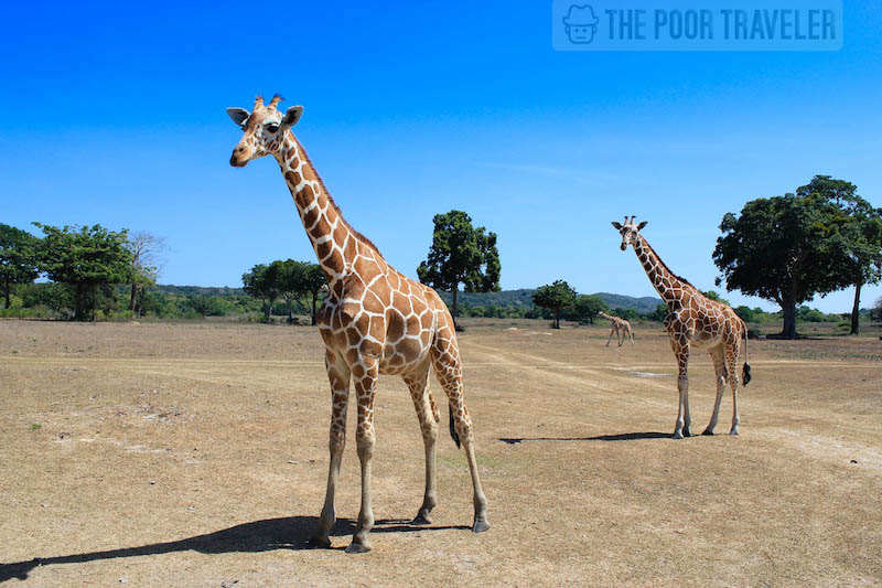 Tall order! Calauit Safari Park