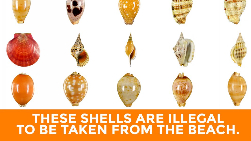 Sea Shells that are Illegal to be Taken from the Beach Philippine