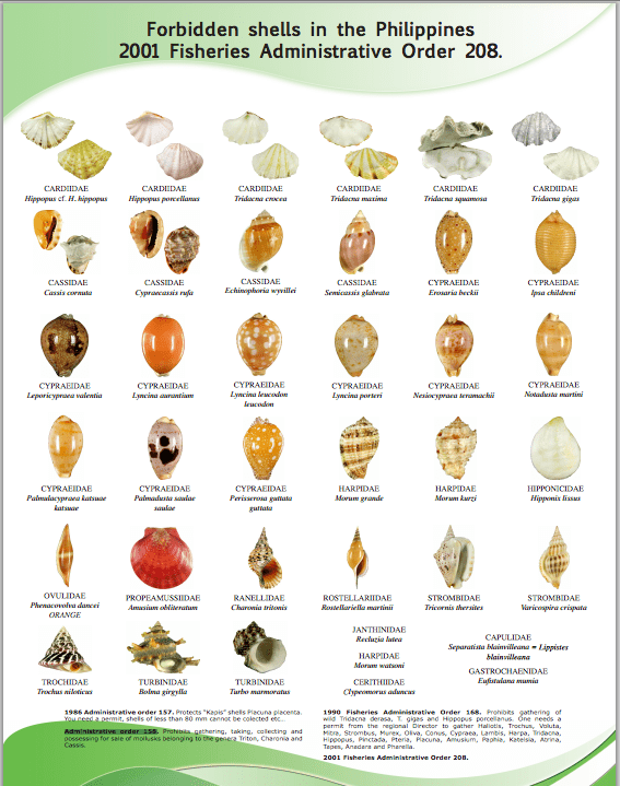 Shells that are protected by Philippine laws. Click photo to enlarge.