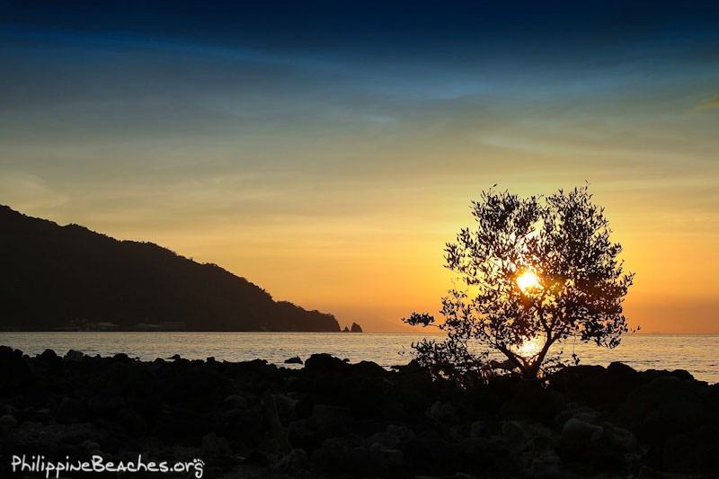 Beach Bush