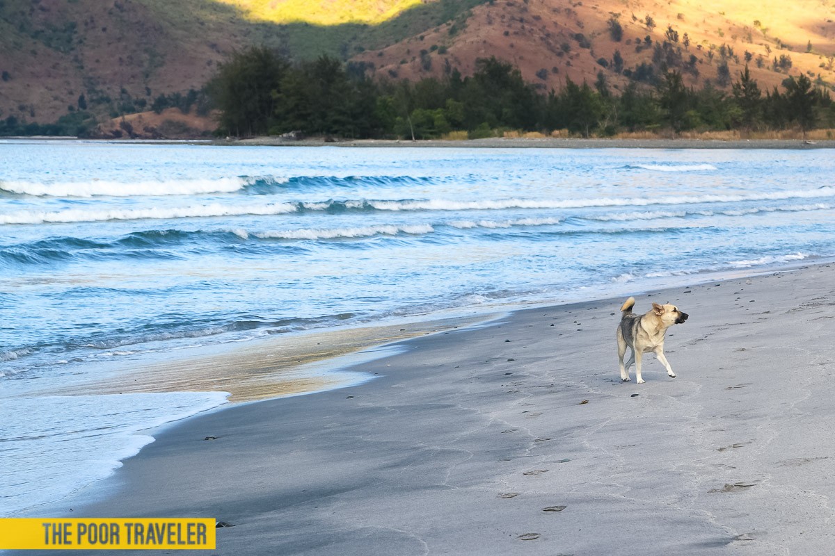 A not-so-welcoming dog waiting for us on the beach