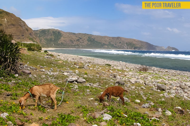 Goats grazing at the beach