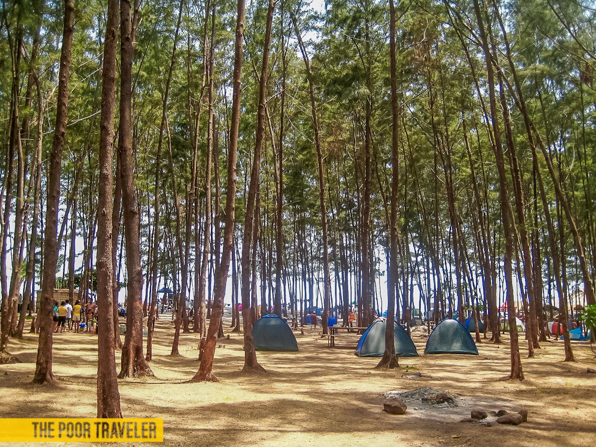 Agoho trees provide shade to campers in Anawangin