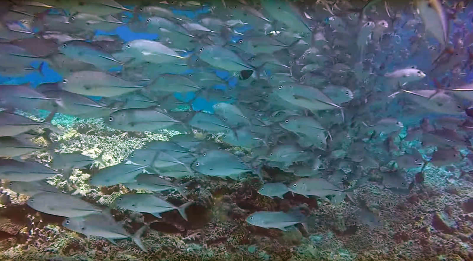 School of Fish