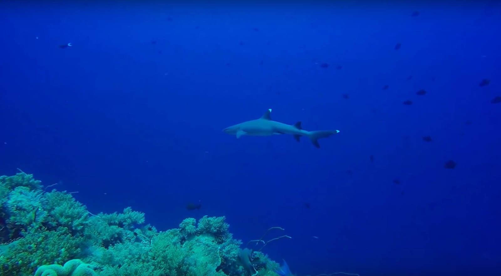 Shark Tubbataha Reef