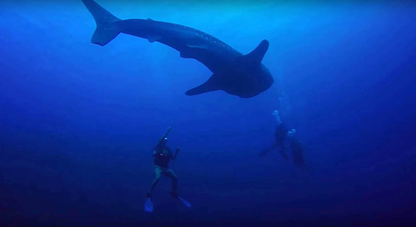 Whale Shark Divers