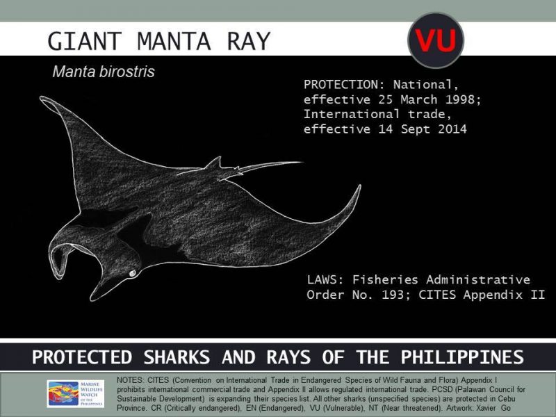 INFOGRAPHIC: Protected Sharks and Rays of the Philippines - Philippine ...
