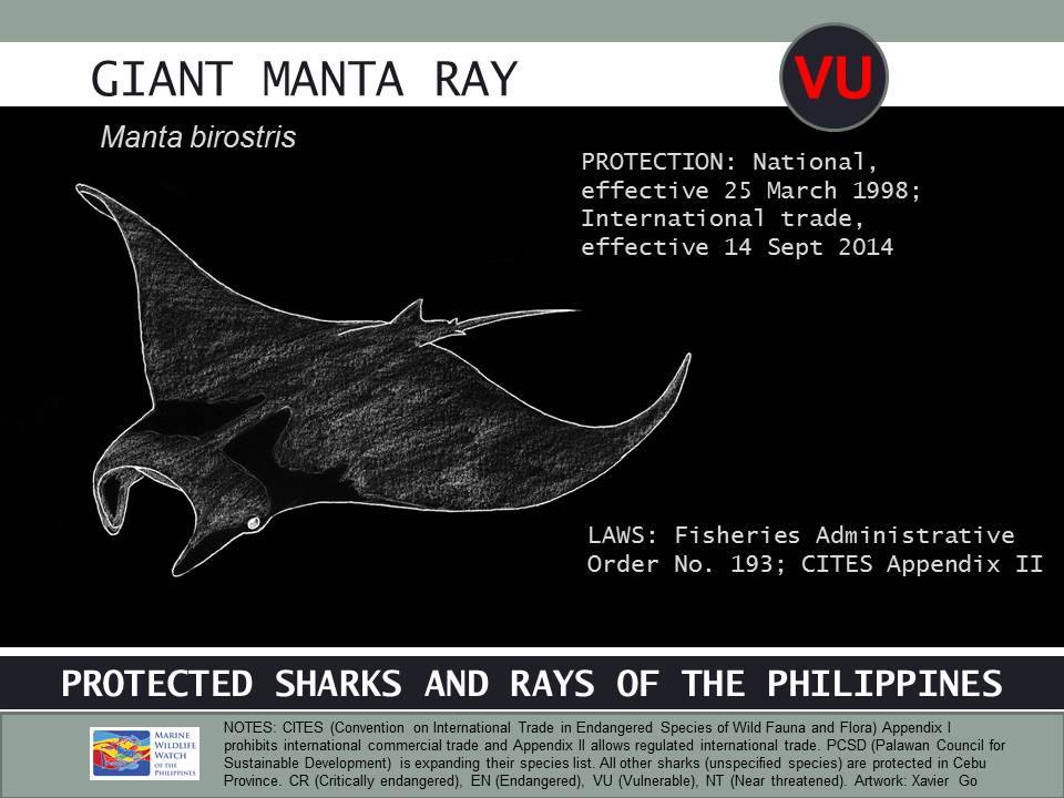 Infographic: Protected Sharks and Rays of the Philippines - Philippine