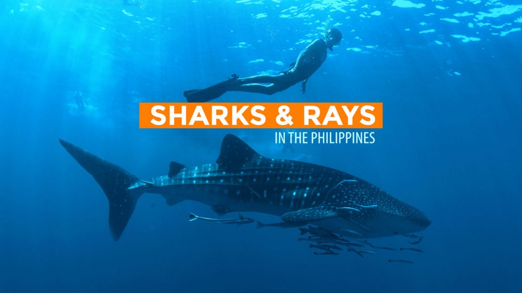 INFOGRAPHIC: Protected Sharks and Rays of the Philippines