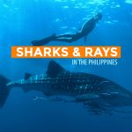 INFOGRAPHIC: Protected Sharks and Rays of the Philippines