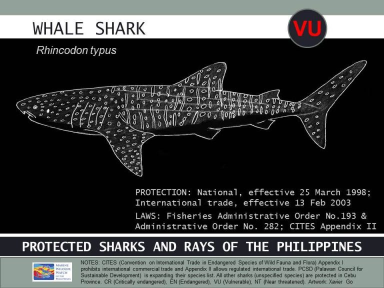 INFOGRAPHIC: Protected Sharks and Rays of the Philippines - Philippine ...