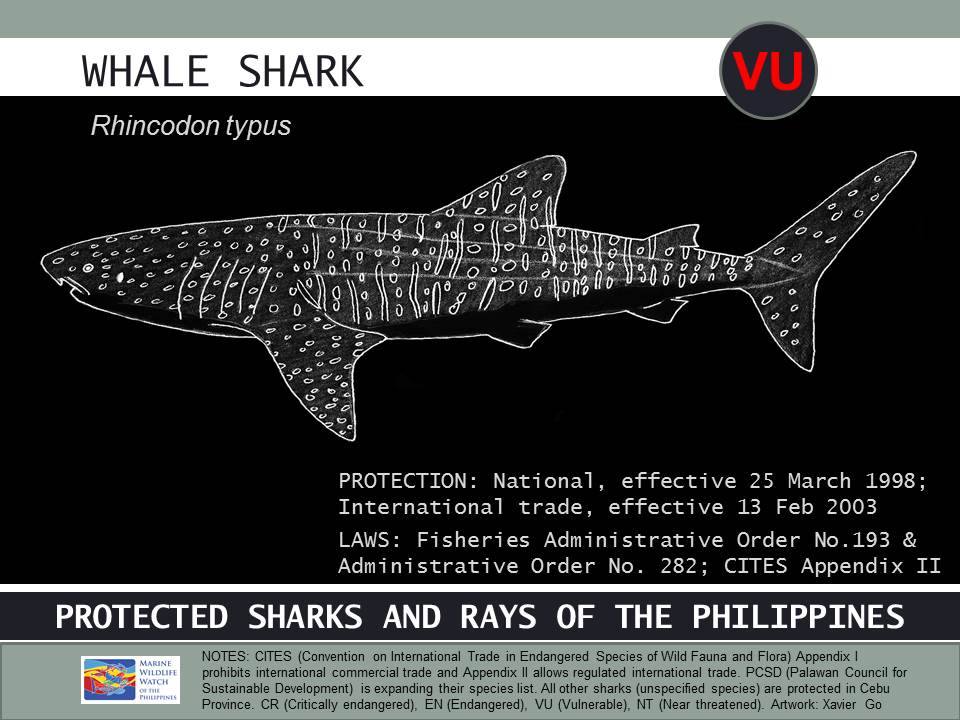 Infographic by Marine Wildlife Watch of the Philippines