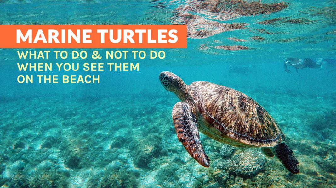 What to Do When You See Marine Turtles on the Beach