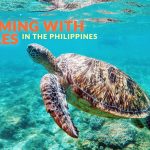 WHERE TO SWIM WITH TURTLES IN THE PHILIPPINES