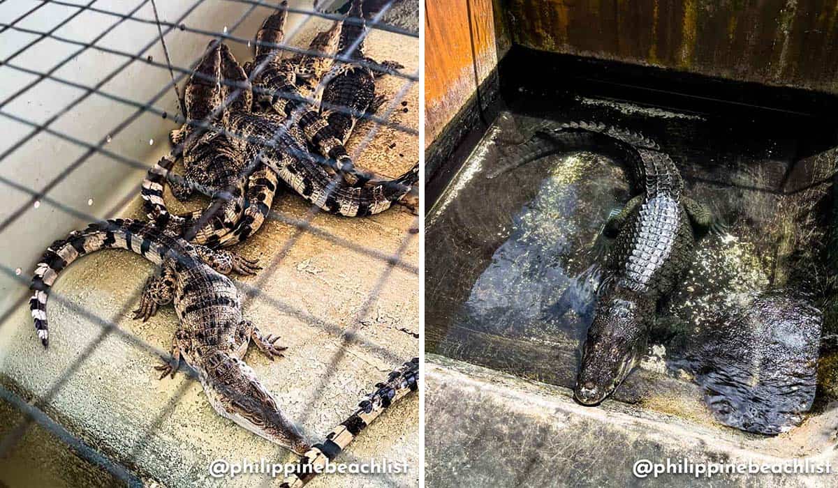 Palawan Wildlife Rescue & Conservation Center