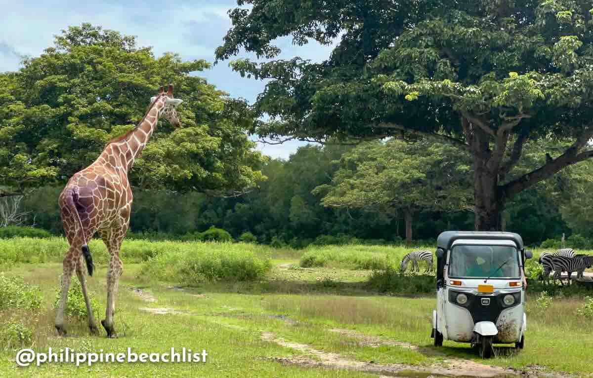 Calauit Safari Busuanga 1