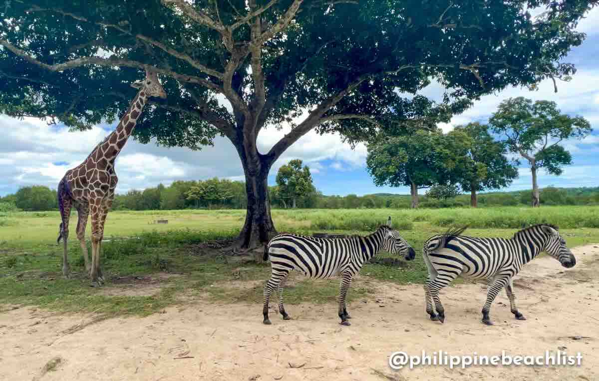 Calauit Safari Busuanga 2