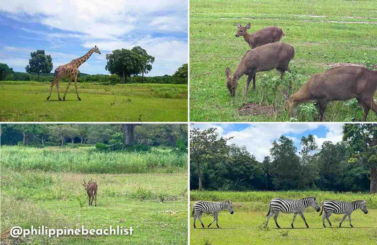Calauit Safari Busuanga 3