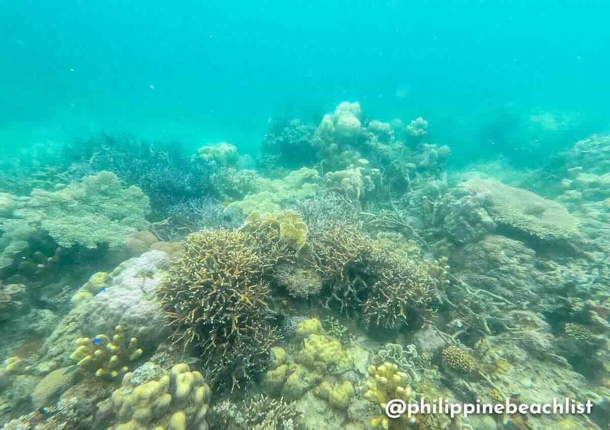 Topspoint Coral Garden Coron